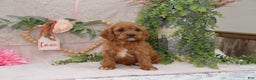 Cavapoo dogs for sale: Janson - Ad 3