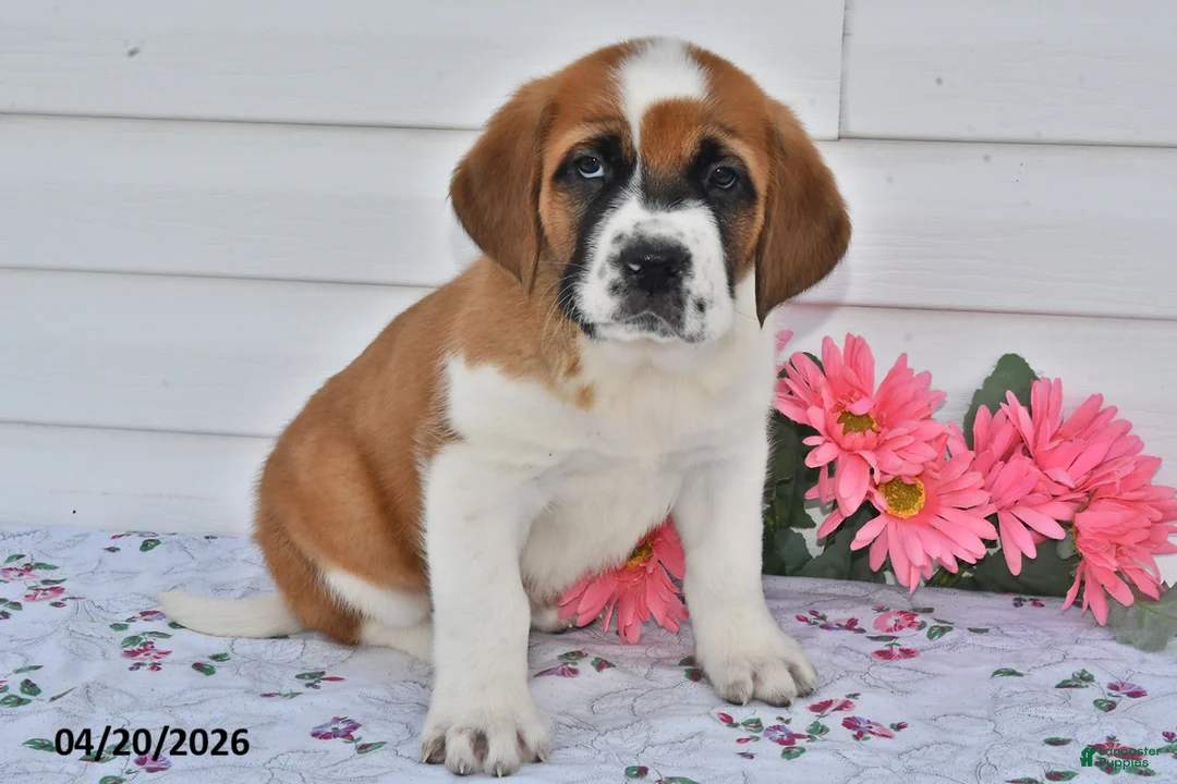 Saint Bernard dogs for sale: Bessie - Ad 1