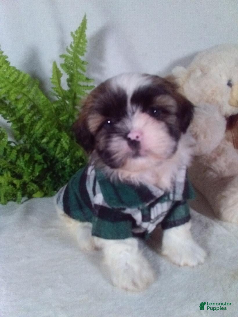 Shih Tzu dogs Astro - Ad 2