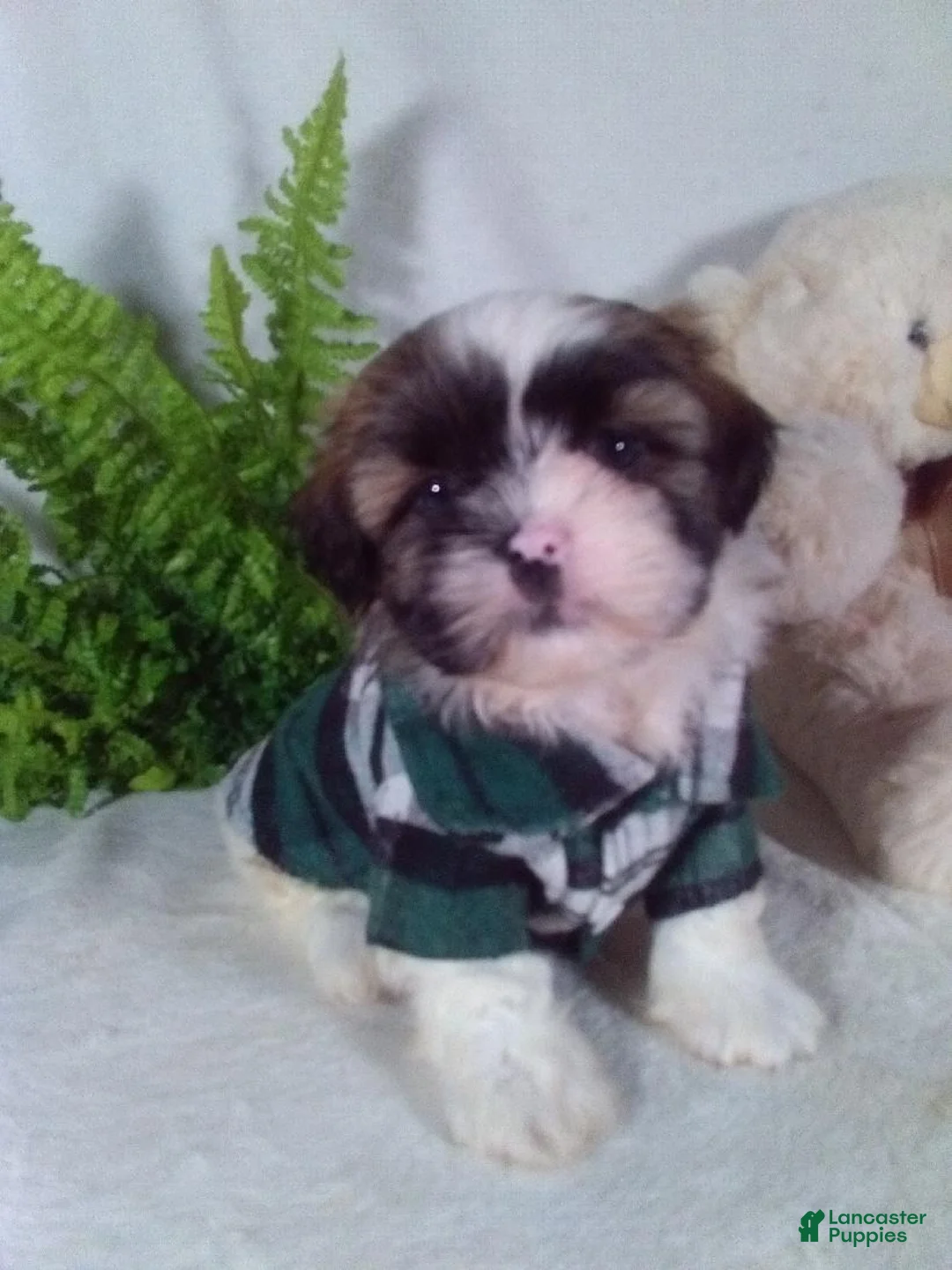 Shih Tzu dogs for sale: Astro - Ad 2