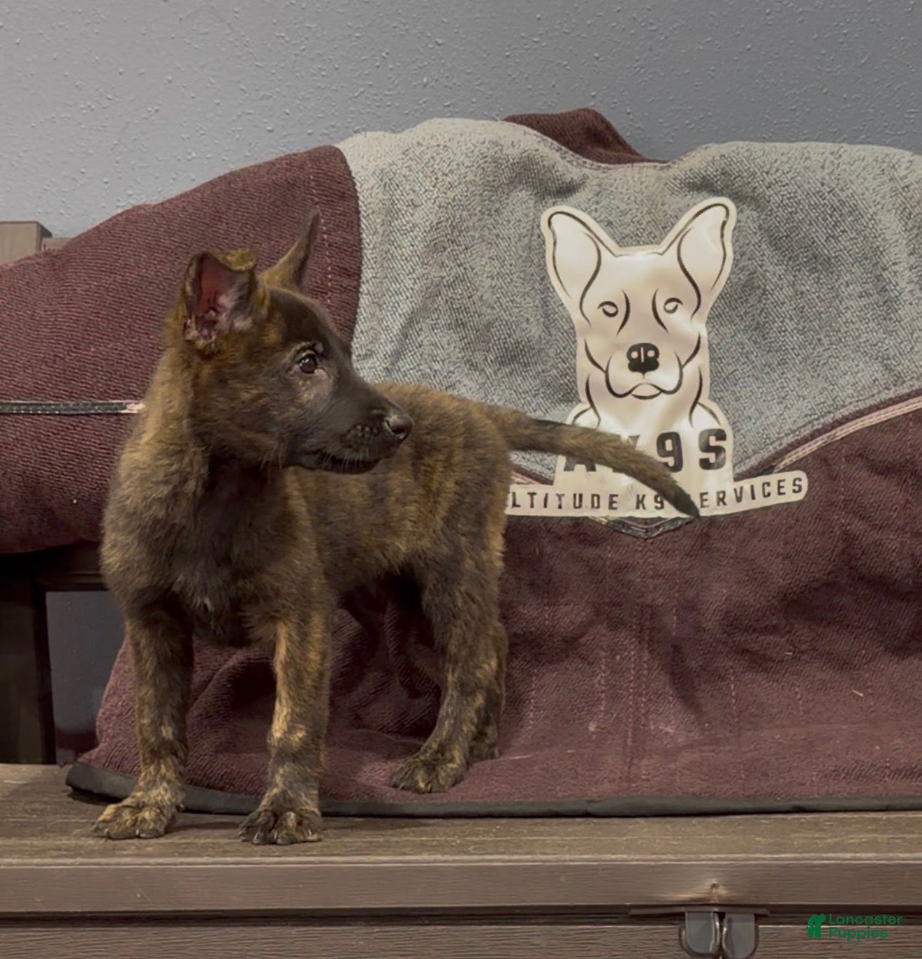 Mixed Breed dogs Girl 1 - Ad 20