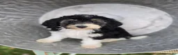 Mini Sheepadoodle dogs for sale: Joy - Ad 4