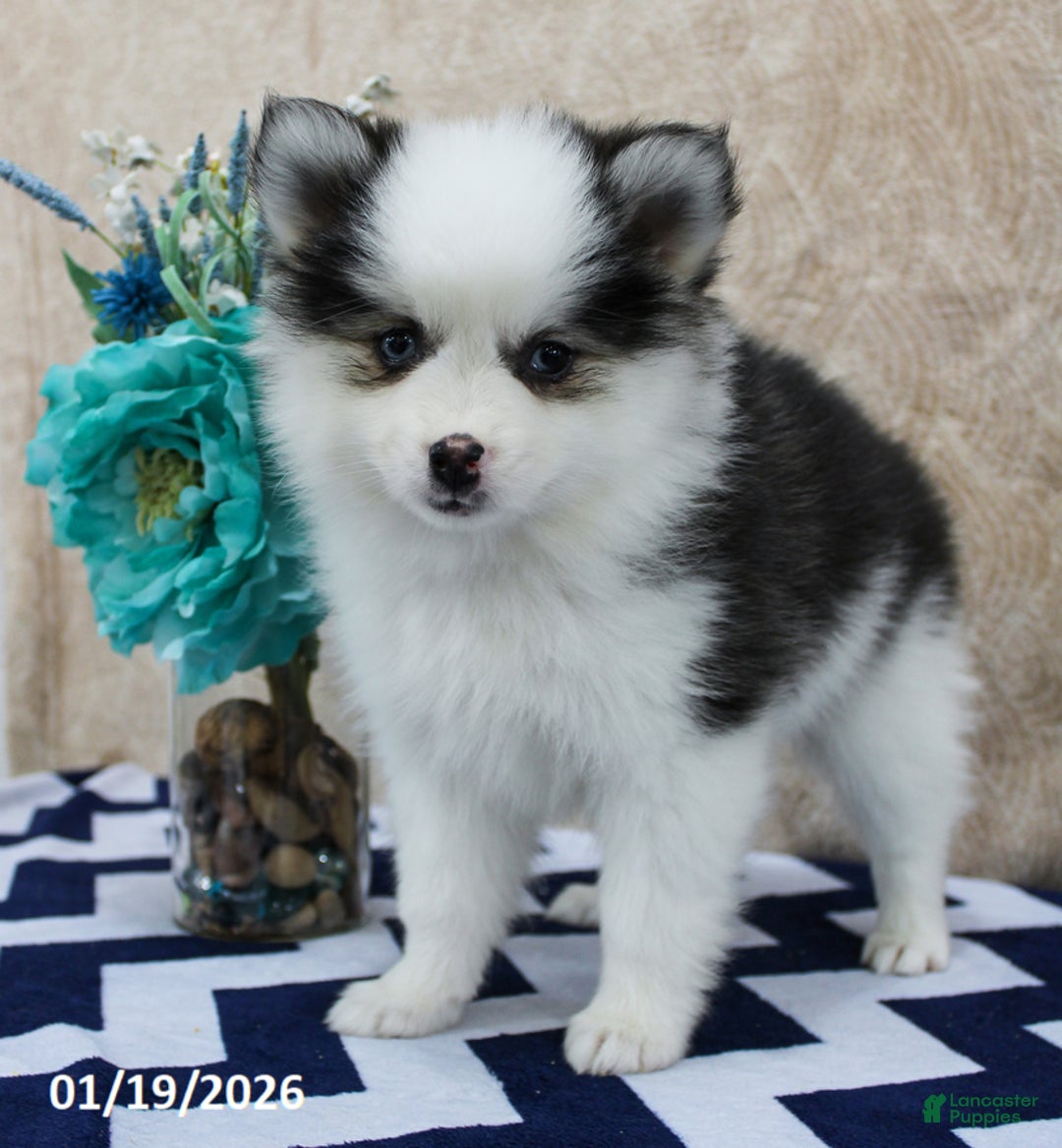 Pomsky dogs for sale: Callie - Ad 3