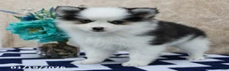 Pomsky dogs for sale: Callie - Ad 3