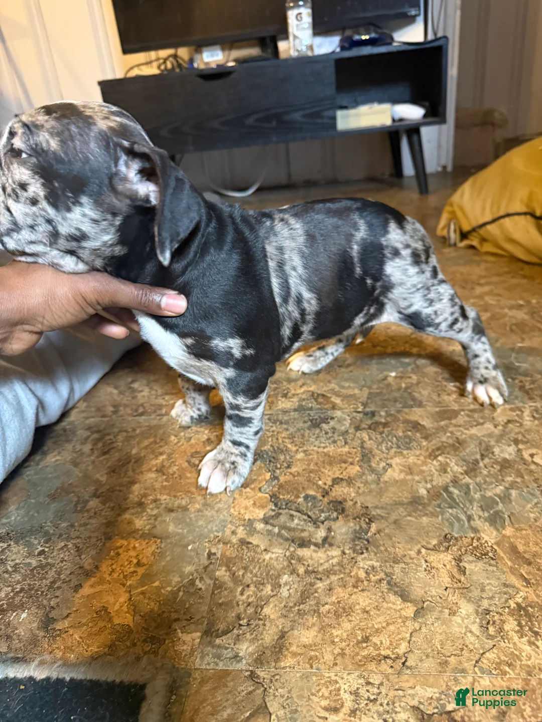 Mixed Breed dogs for sale: Mixed Breed Puppy 2 - Ad 3