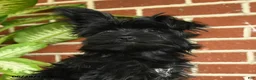 Yorkshire Terrier dogs for sale: Luna - Ad 3