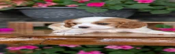 Cavalier King Charles Spaniel dogs for sale: Lyla - Ad 13