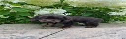 Cocker Spaniel dogs for sale: Tim - Ad 4