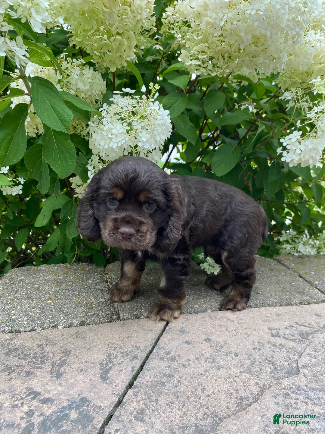 Cocker Spaniel dogs for sale: Tim - Ad 4