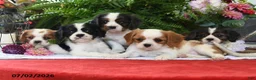 Cavalier King Charles Spaniel dogs for sale: Jefferson - Ad 4
