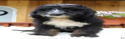 Bernedoodle dogs for sale: Myles - Ad 4