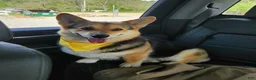 Mixed Breed dogs for sale: Male 2 - Ad 6