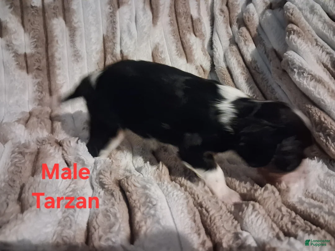 Cavalier King Charles Spaniel dogs for sale: Tarzan - Ad 2
