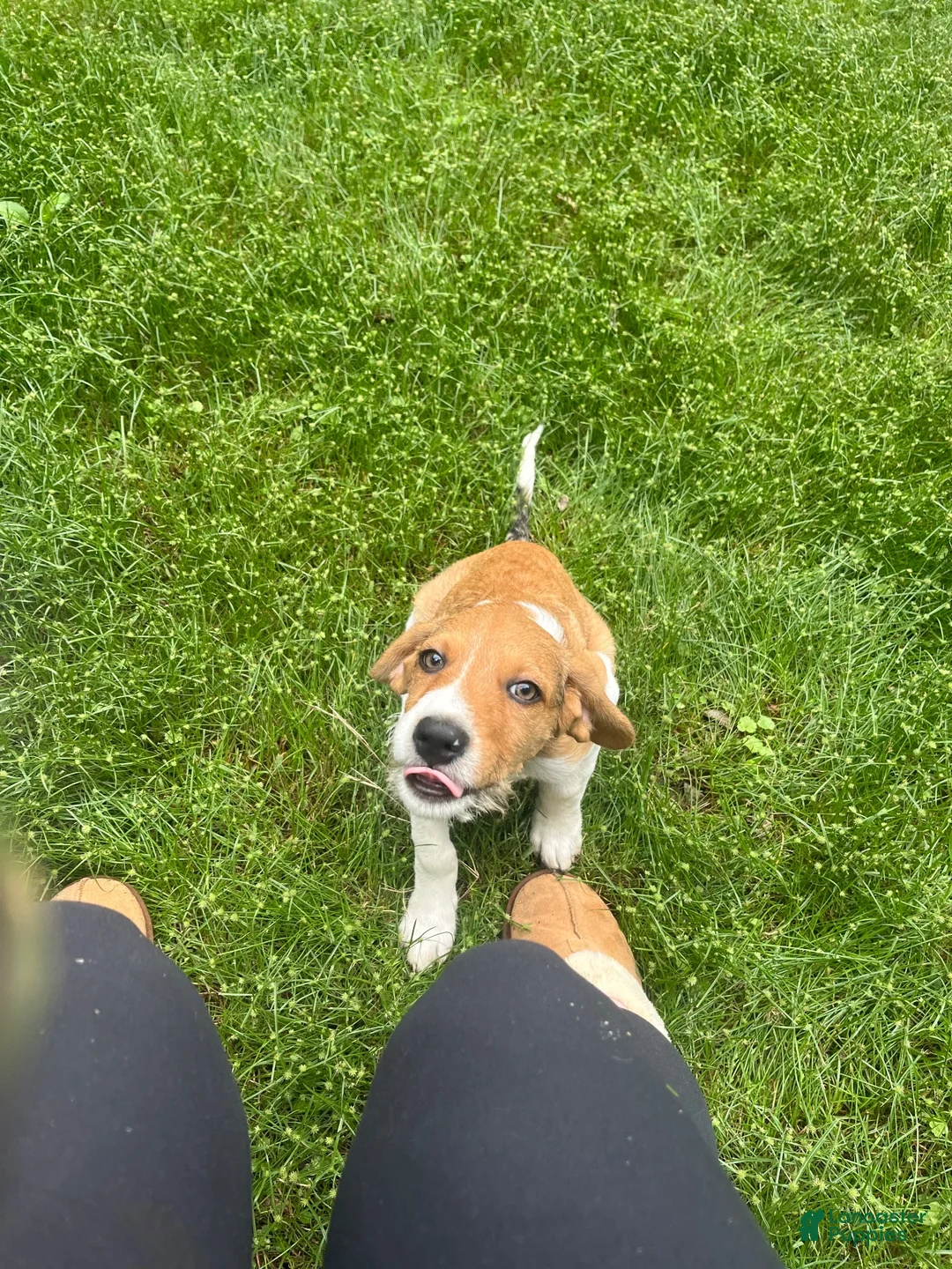 Mixed Breed dogs for sale: Liberty Liberty Liberty - Ad 1