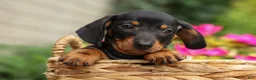 Miniature Dachshund dogs for sale: Houston🐾 - Ad 9