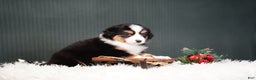 Miniature Australian Shepherd dogs for sale: Bailey - Ad 5