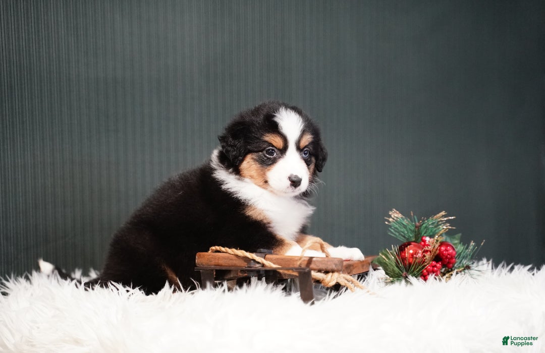 Miniature Australian Shepherd dogs for sale: Bailey - Ad 5