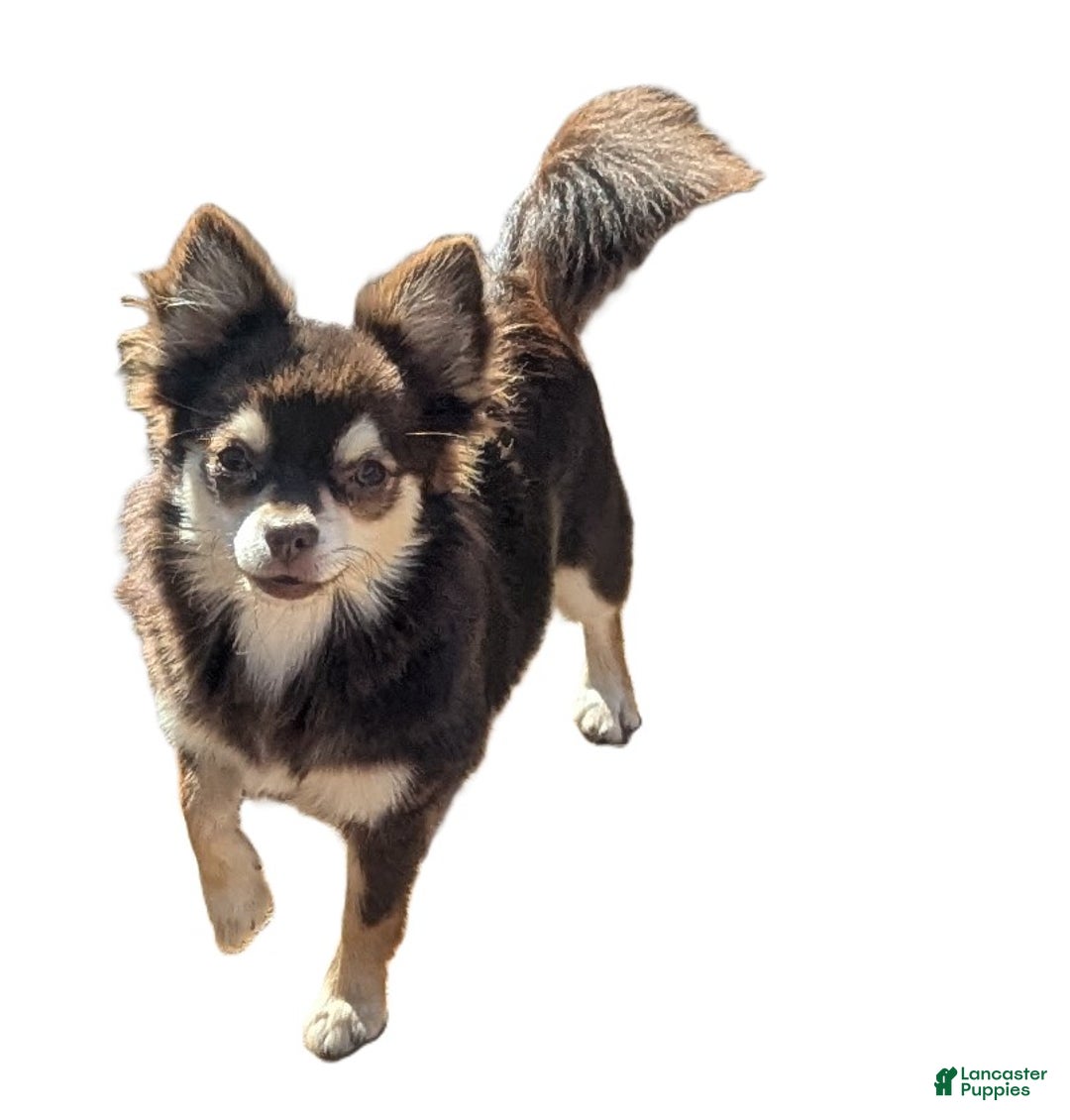 Chihuahua dogs for sale: Bella   2  AKC Long Coat Female Chihuahuas   - Ad 3