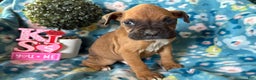 Boxer dogs for sale: Pablo - Ad 5