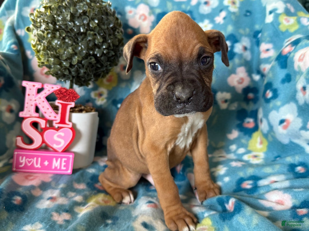 Boxer dogs for sale: Pablo - Ad 5