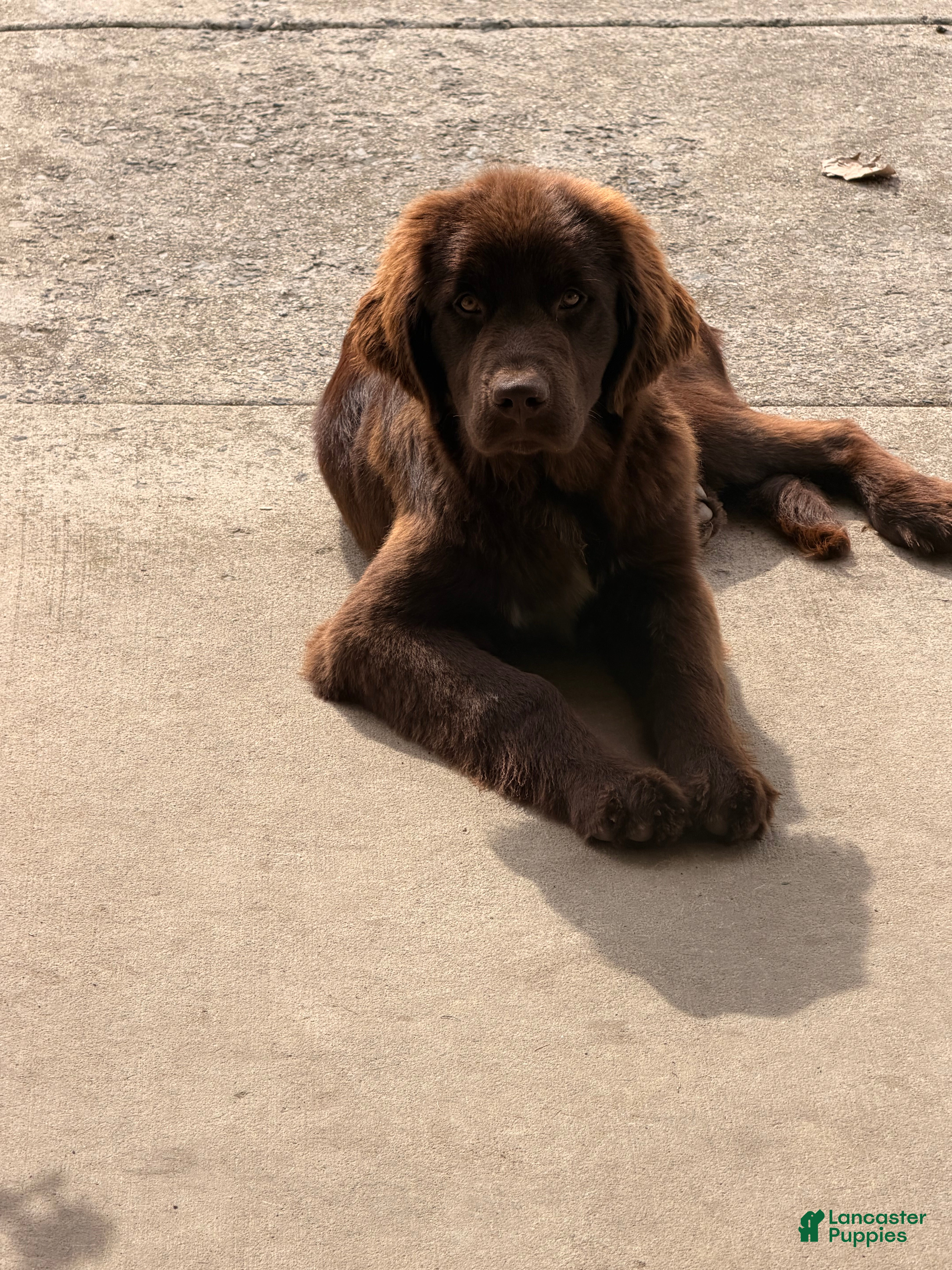 Newfoundland dogs Lena - Ad 1