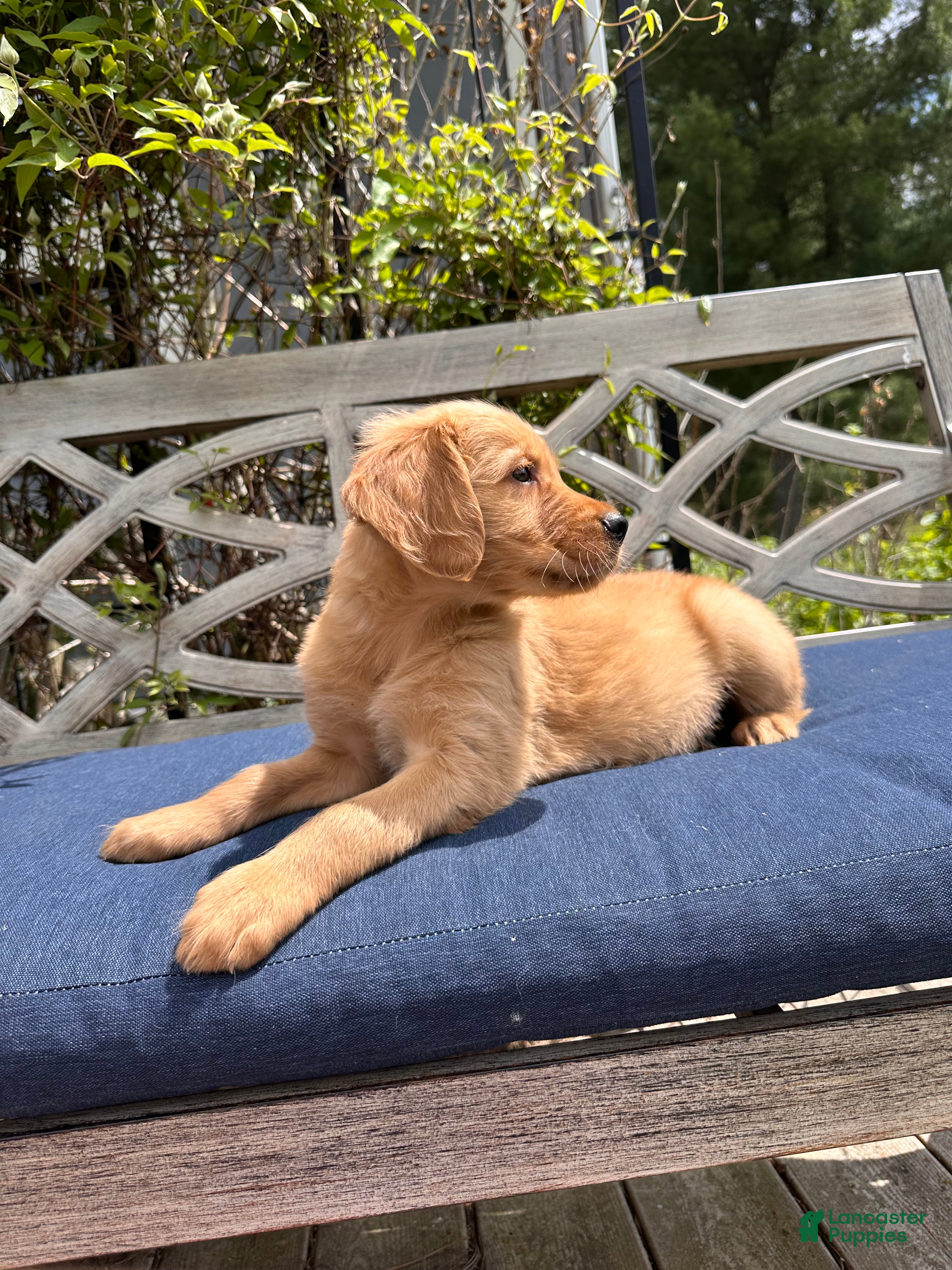 Golden Retriever dogs Benny - Ad 2