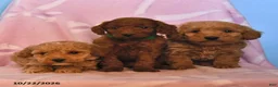 Mini Goldendoodle dogs for sale: Ready - Ad 3
