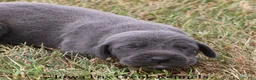 Great Dane dogs for sale: Sapphire - Ad 4