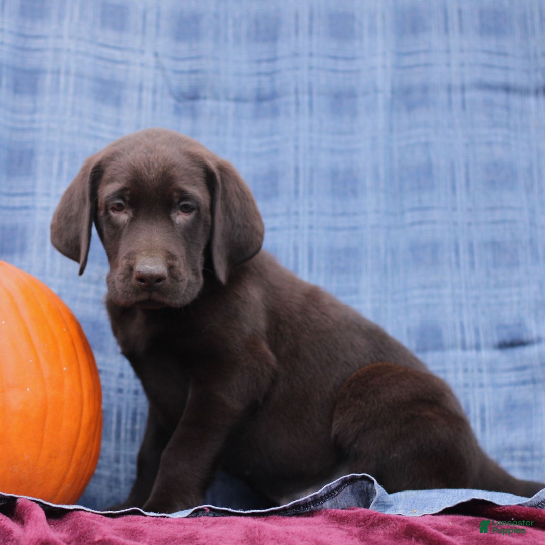 Labrador Retriever dogs for sale: Jake  - Ad 3