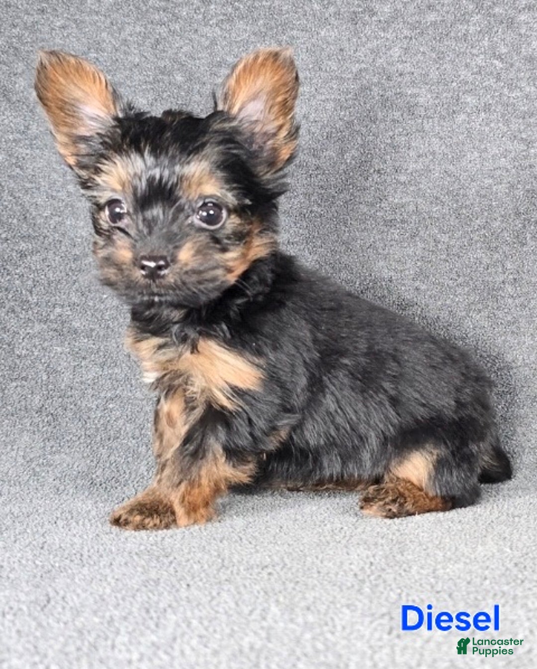 Yorkshire Terrier dogs for sale: Diesel Teacup - Ad 3