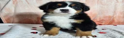 Bernese Mountain Dog dogs for sale: Hazel  - Ad 10