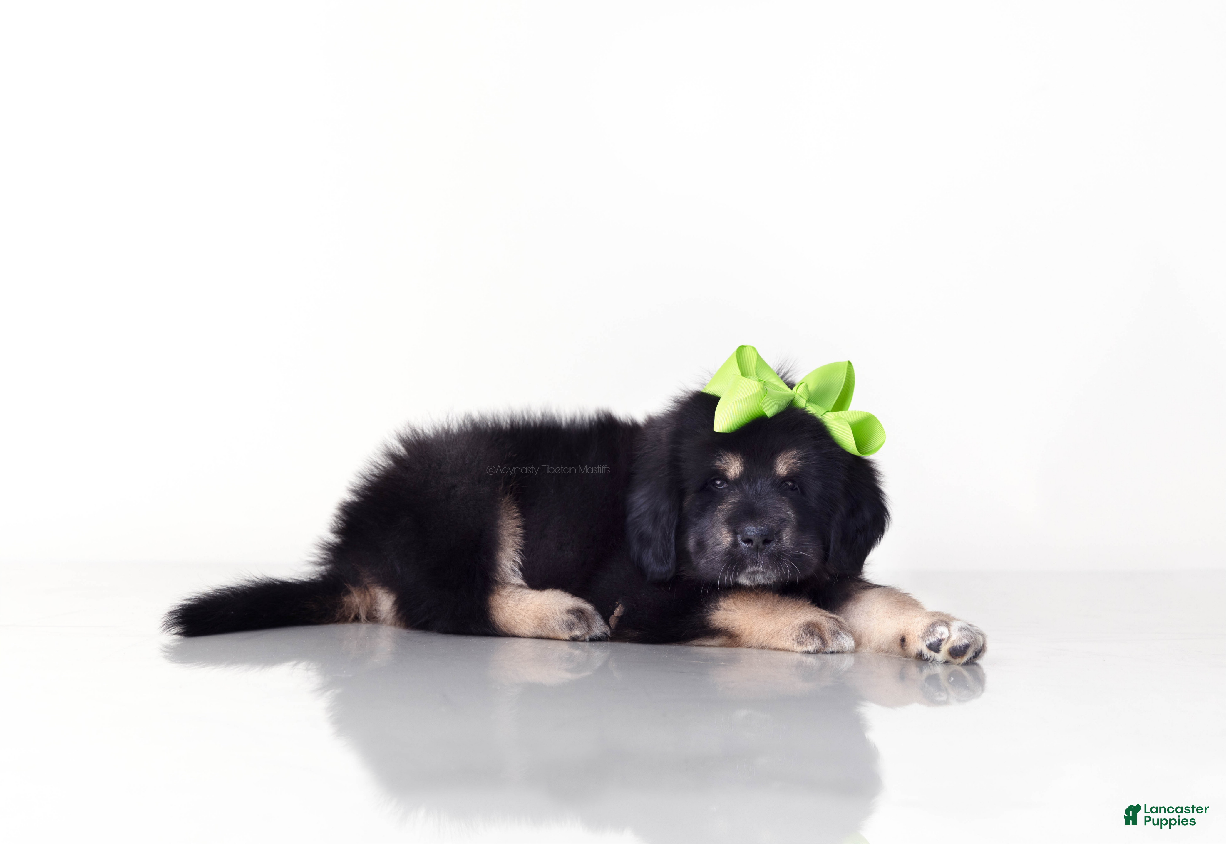 Tibetan Mastiff dogs Tibetan Mastiff Puppy | Green Girl - Ad 1