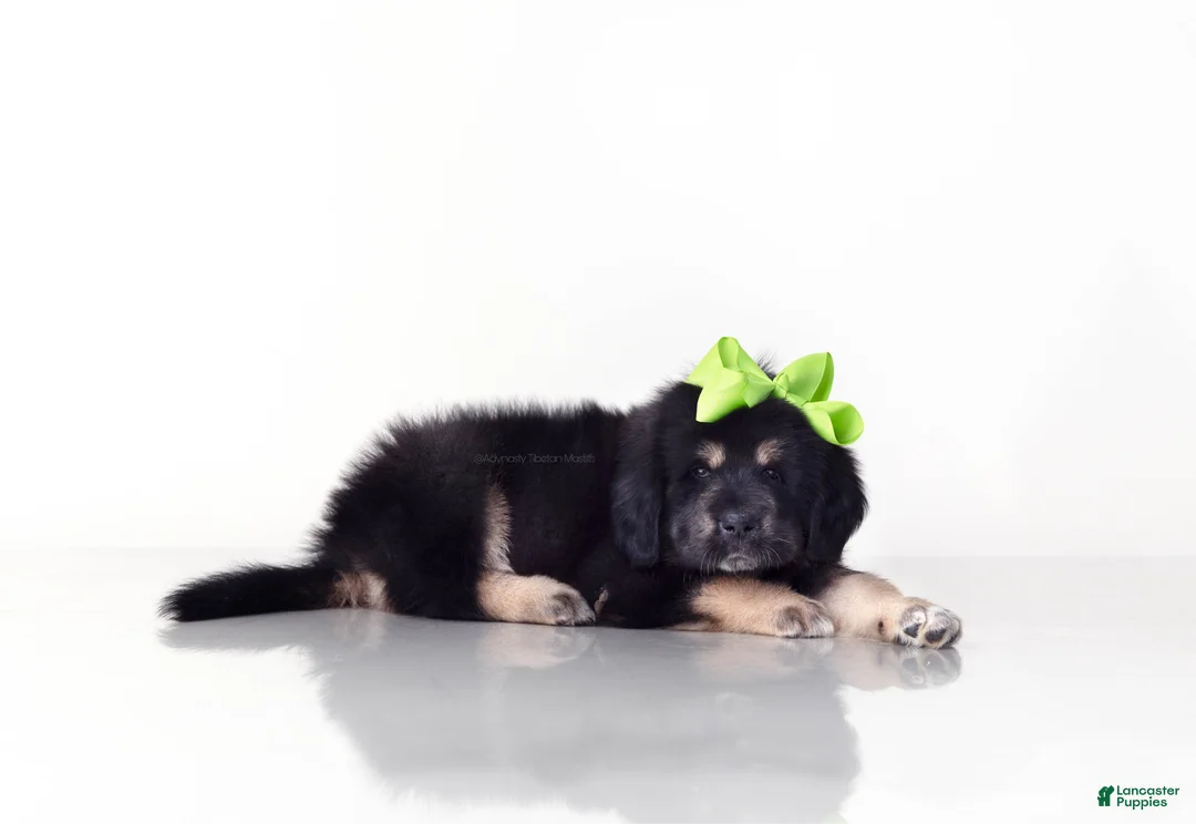 Tibetan Mastiff dogs for sale: Tibetan Mastiff Puppy | Green Girl - Ad 1
