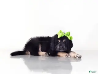 Tibetan Mastiff dogs for sale: Tibetan Mastiff Puppy | Green Girl - Ad 3