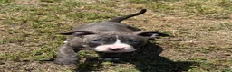 American Bully dogs for sale: American Bully Puppy 1 - Ad 1
