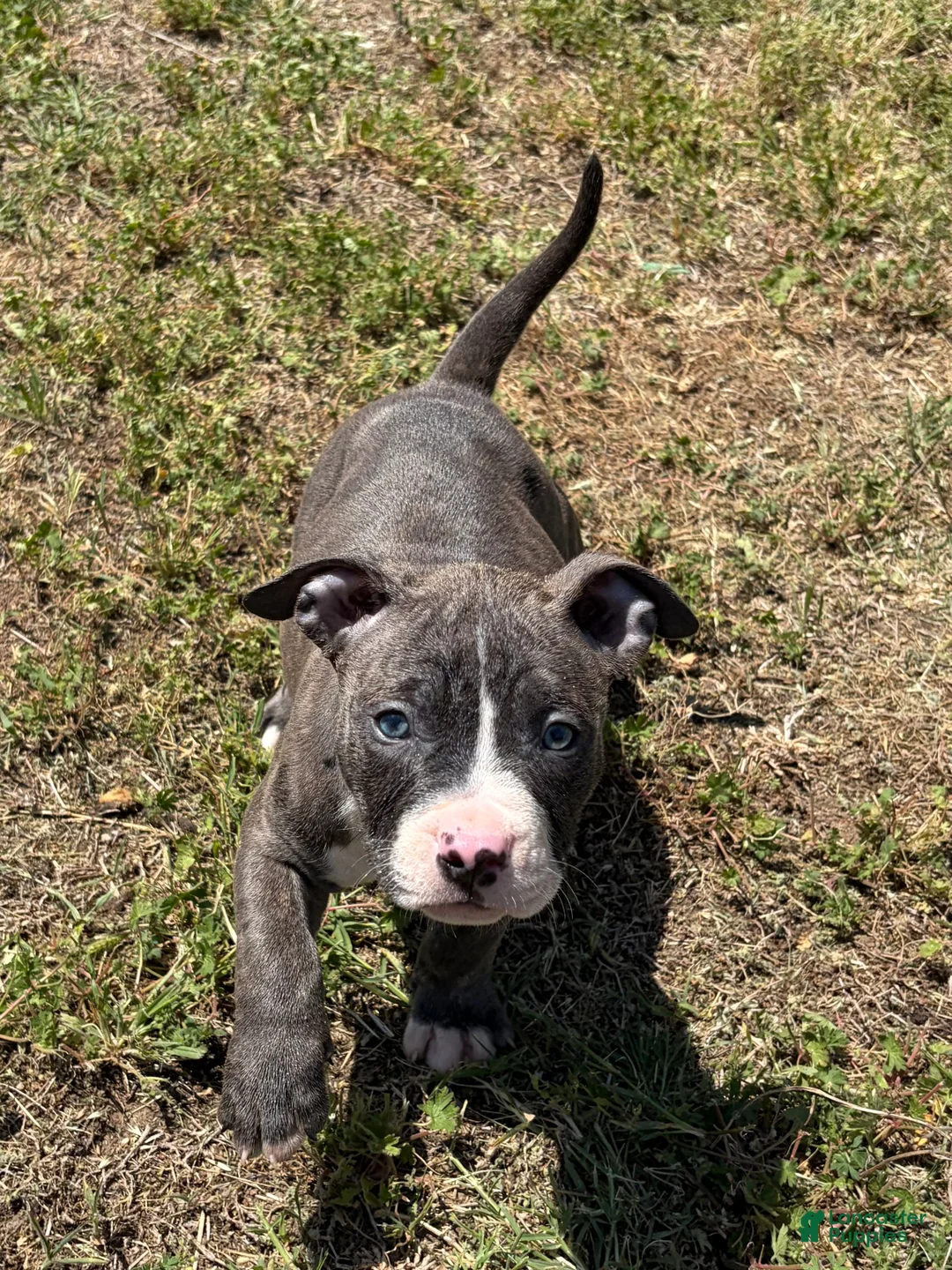 American Bully dogs for sale: American Bully Puppy 1 - Ad 1