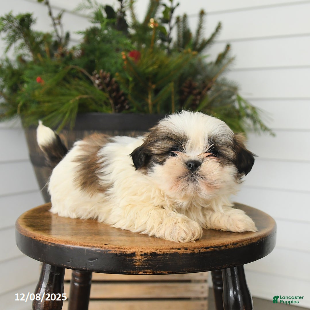 Shih Tzu dogs for sale: Monty - Ad 3