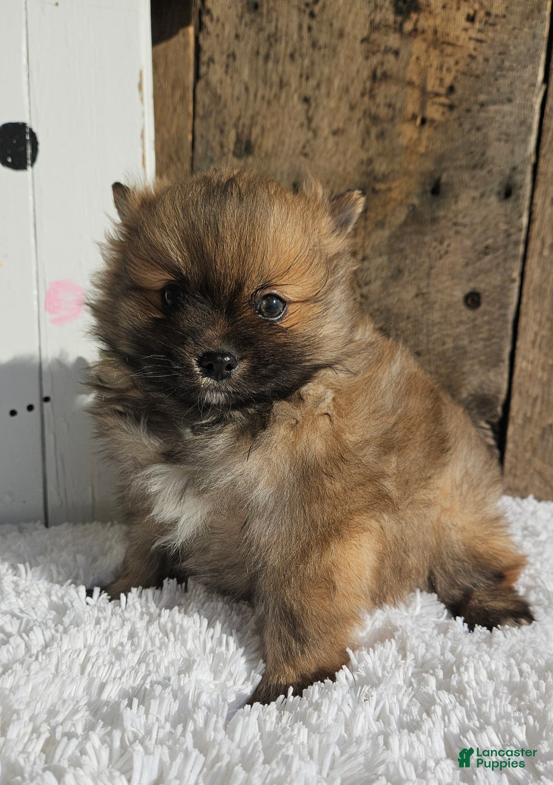 Pomeranian dogs for sale: Tommy - Ad 2