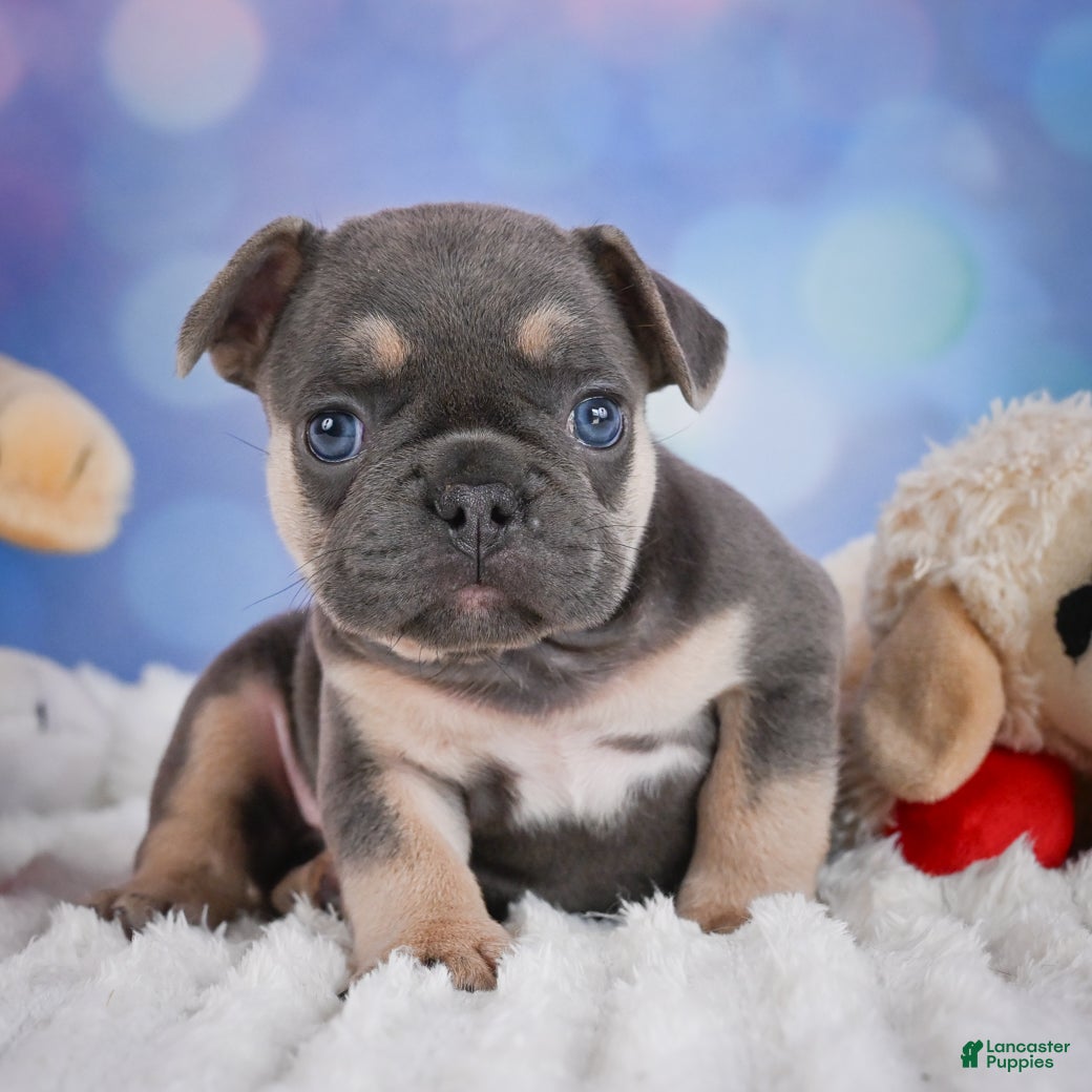 French Bulldog dogs for sale: Copper - Ad 5