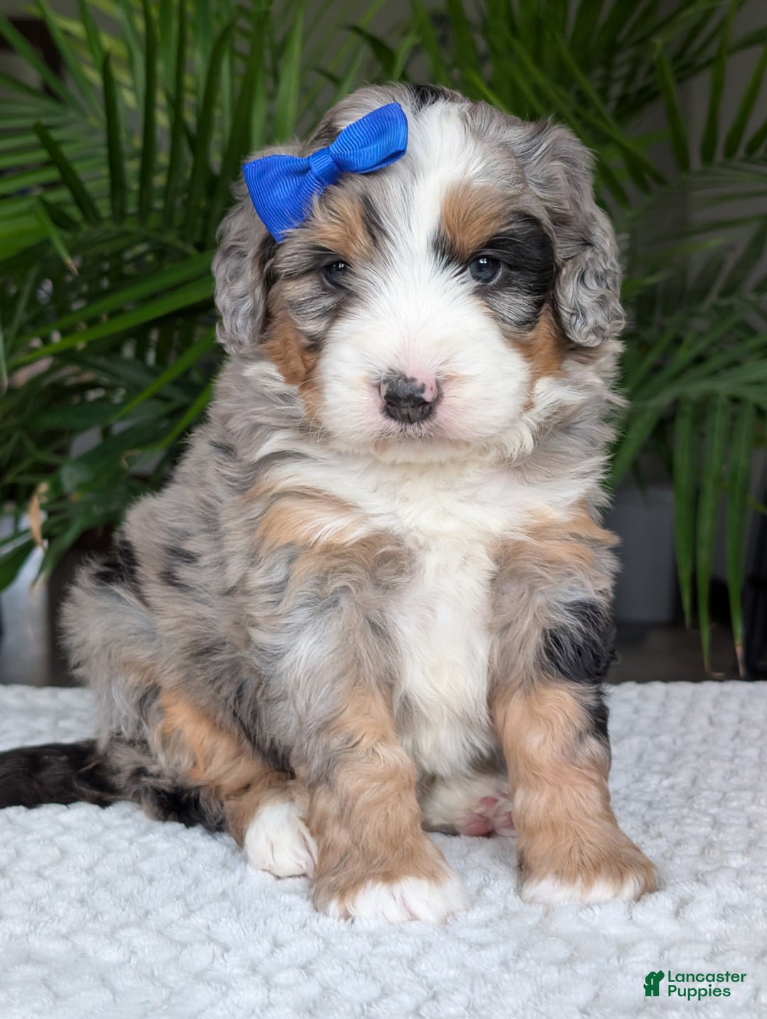 Mini Bernedoodle dogs for sale: Mini Louie  - Ad 12