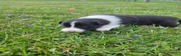 Border Collie dogs for sale: Daisy - Ad 6