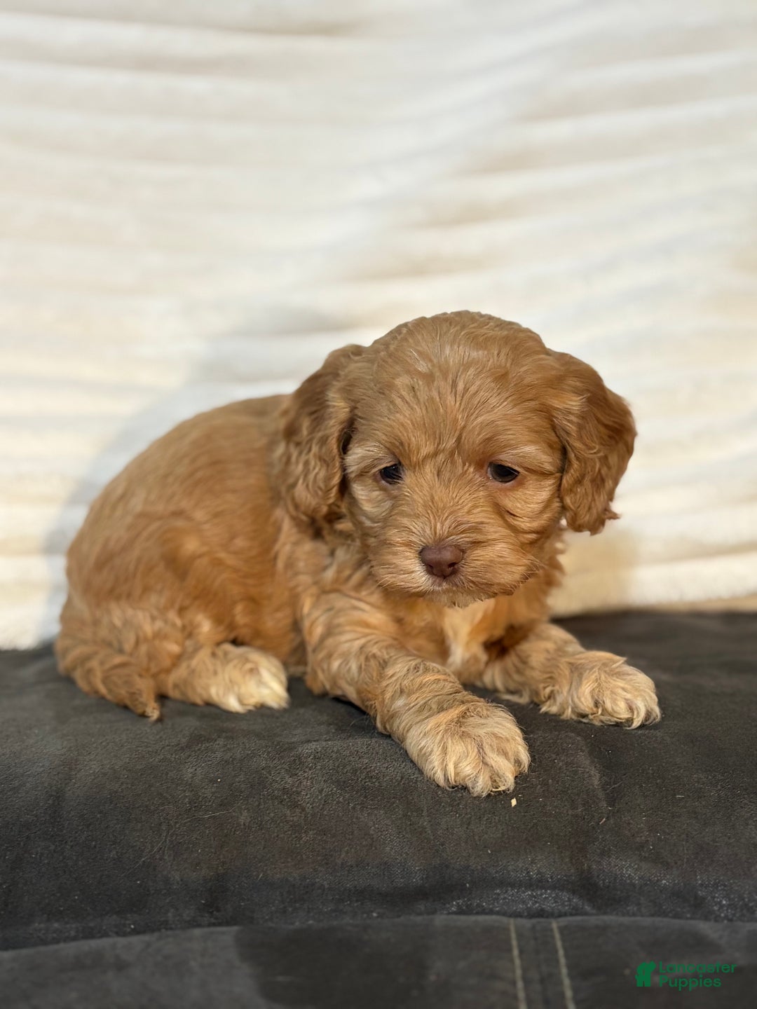 Cockapoo dogs for sale: Ellie - Ad 1