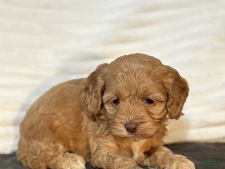 Cockapoo dogs Ellie - Ad 41