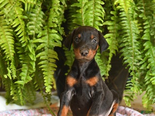 Doberman Pinscher dogs - Ad 30