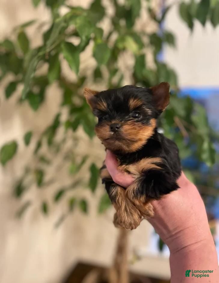 Yorkshire Terrier dogs Max - Ad 14