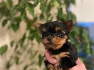 Yorkshire Terrier dogs Max - Ad 14
