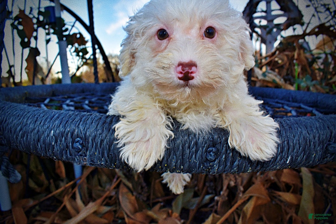 Havapoo dogs for sale: Queenie - Ad 3