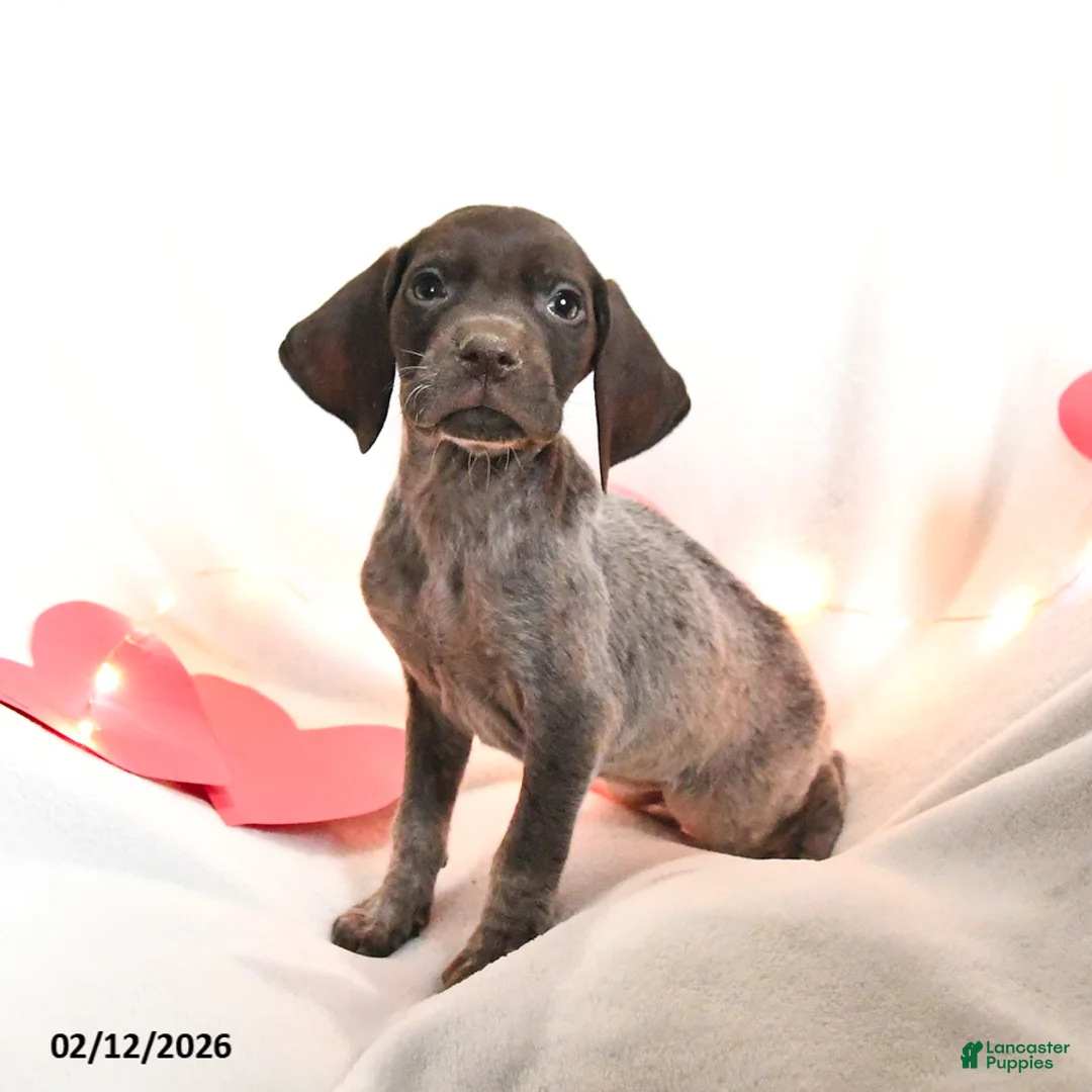 German Shorthaired Pointer dogs for sale: Raspberry - Ad 3