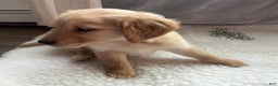 Golden Retriever dogs for sale: Jake - Ad 5