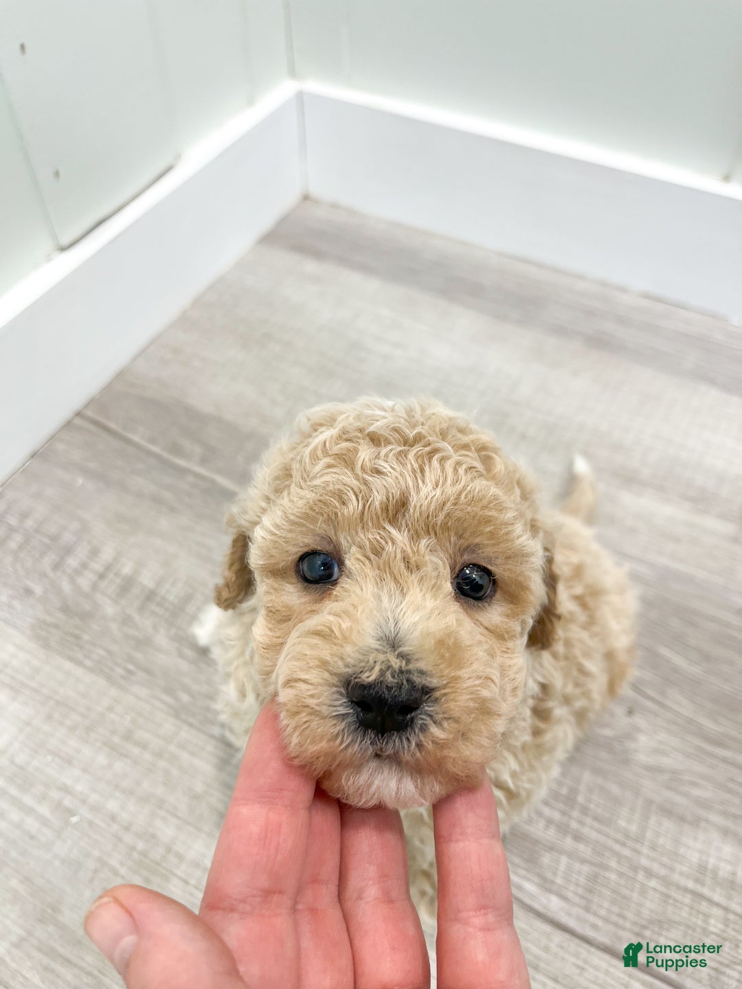 Bichpoo dogs for sale: Cody - Ad 6